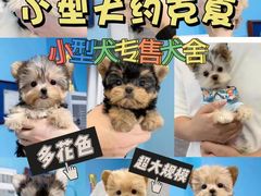 -萌宠之家·腊肠犬·马尔泰·小体犬舍