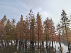 -白鹭湾湿地公园
