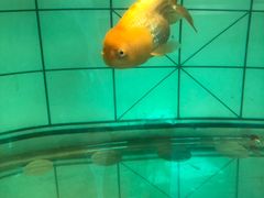 -北戴河圣蓝海洋公园