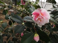 -石家庄市植物园