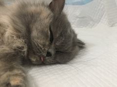 -灵美宠物诊所