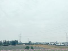 -紫颐香薰山谷景区