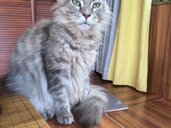 -楼上猫咖(罗湖店)