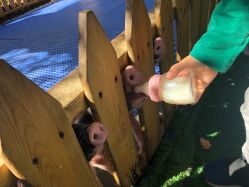 -萌宠亲子动物乐园(槐房万达店)