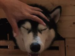 -Husky Go! 哈士奇体验馆·宠物咖啡厅狗咖