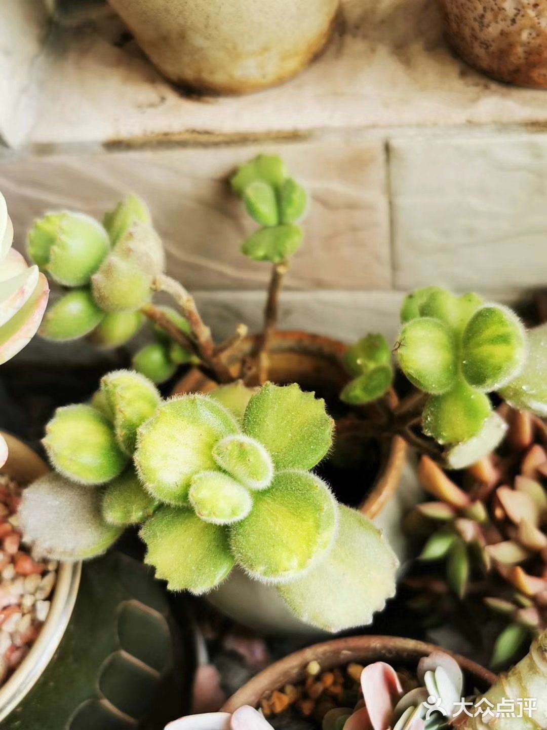 多肉植物园