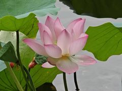 -荔湾湖公园