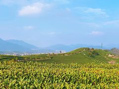 -龙坞茶村