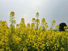 -蜀绣公园