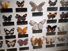 -上海昆虫博物馆