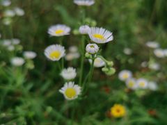 -桤木河湿地公园