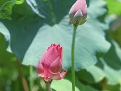 -陈家山荷花公园