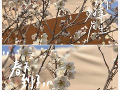 -香雪海