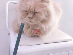 -有猫主题·治愈系猫咖(曾厝垵店)