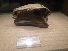 iphone_upload_pic-自贡恐龙博物馆