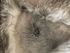 -德元·美联众合24小时动物医院(总院)