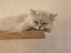 -猫腻·猫咖·撸猫馆(星光大道店)
