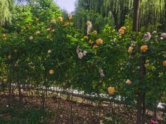 -西安市长乐公园