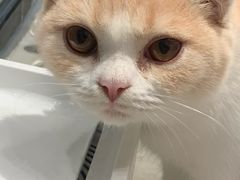 -瞄一喵猫咖(格力海岸店)