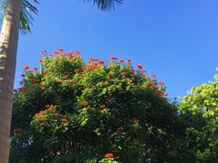 -西双版纳融创皇冠假日度假酒店