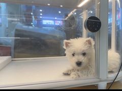 -翊宠yipet猫狗购宠庄园犬舍•猫舍