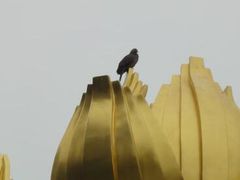 -金莲花广场
