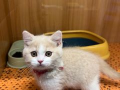 -欣宠猫屋·矮脚拿破仑·蓝金金渐层