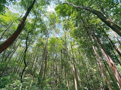 -火炉山森林公园