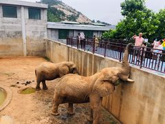 -西霞口神雕山野生动物世界