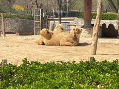 -石家庄市动物园