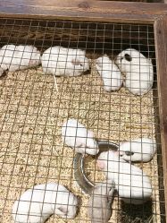 -酷嗒动物文化乐园(cutezoo西溪乐天城店)