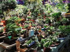 -花鸟鱼虫鲜花绿植市场(玉泉路店)