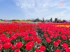 -荷兰花海