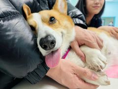 -北京观赏动物医院·24小时大型综合·猫专科·异宠专科