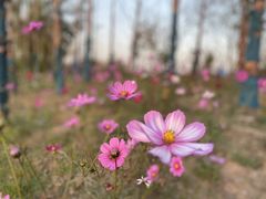 -祥源·阜阳生态乐园