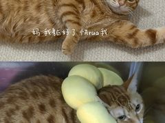 -瑞鹏宠物医院·骨科·猫科·内科(第一中心)
