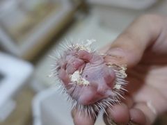 -藦茜花园宠物主题亲子互动体验馆(国顺东路店)