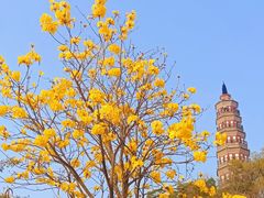 -顺峰山公园