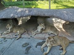 -北京野生动物园