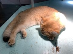 -猫小院猫主题餐厅(三里屯店)