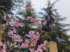 -郑州植物园