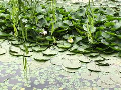 -长春市南湖公园