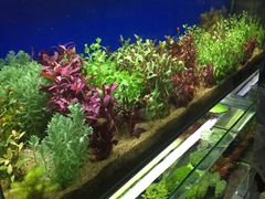 -花鸟鱼虫鲜花绿植市场(玉泉路店)