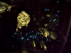 -怀托摩萤火虫洞