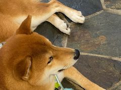 -酷以爬仙阁实体爬宠店·守宫·蜥蜴·专业繁育