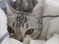 -中农国际动物医院24小时·猫科·骨科·急重症中心