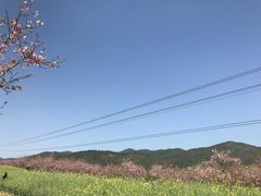 -天适樱花悠乐园