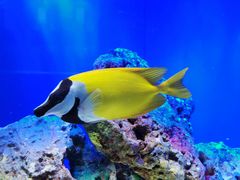 -上海海洋水族馆