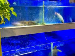 -王捌小院(红花坡店)