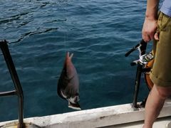 -小猫钓鱼海钓俱乐部(椰梦长廊店)